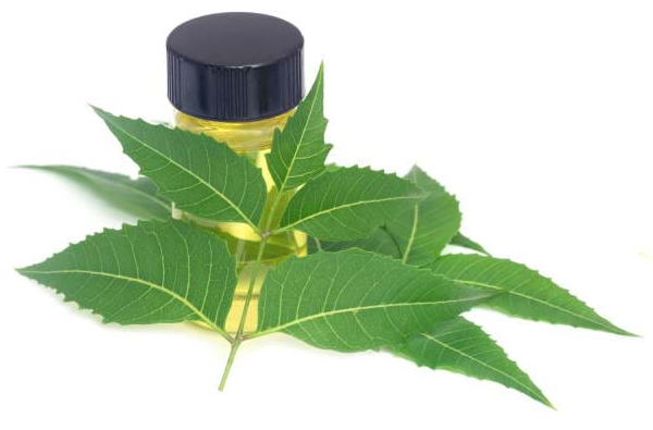 Dịch chiết lá neem được nghiên cứu chứng minh có tác dụng rất tốt với tình trạng mụn viêm dưới da 